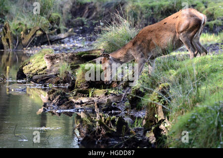 Rothirsch, Stockfoto