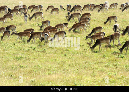 Damwild, Damhirsch Stockfoto