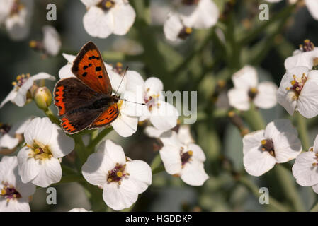 Kleine Kupfer Lycaena Phlaeas alleinstehende Erwachsene ernähren sich von Blumen der Meerkohl Crambe Maritima Minsmere, Suffolk, UK Stockfoto