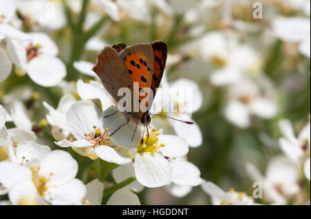 Kleine Kupfer Lycaena Phlaeas alleinstehende Erwachsene ernähren sich von Blumen der Meerkohl Crambe Maritima Minsmere, Suffolk, UK Stockfoto