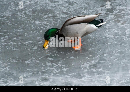 Enten, Schwäne und andere Vögel im Winter auf einem zugefrorenen See zu Fuß auf dem Eis Stockfoto