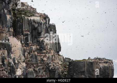 Spitzbergen, Svalbard, Alkefjellet, dick-billed Murre, Uria lomvia Stockfoto