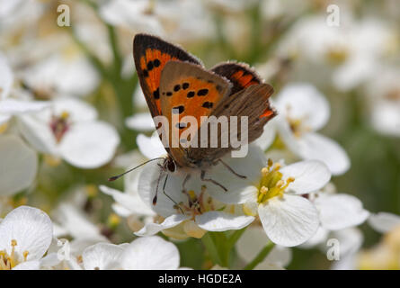 Kleine Kupfer Lycaena Phlaeas alleinstehende Erwachsene ernähren sich von Blumen der Meerkohl Crambe Maritima Minsmere, Suffolk, UK Stockfoto