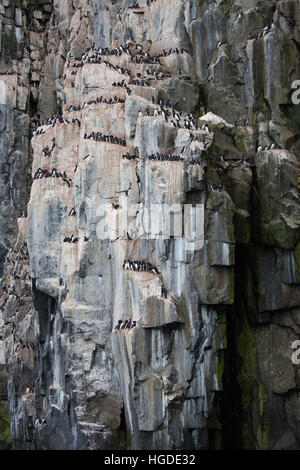 Spitzbergen, Svalbard, Alkefjellet, dick-billed Murre, Uria lomvia Stockfoto