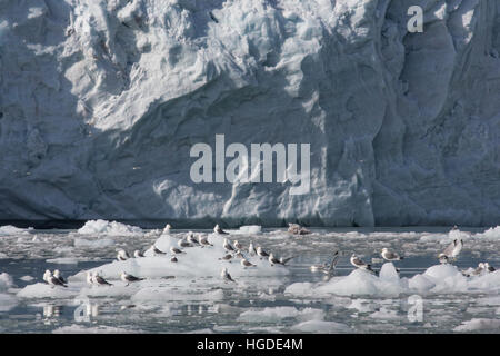 Arktis, Dreizehenmöwe, Rissa Tridactyla, Packeis, Stockfoto