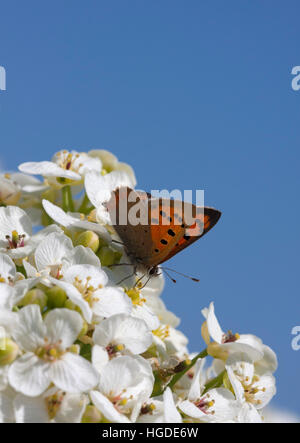 Kleine Kupfer Lycaena Phlaeas alleinstehende Erwachsene ernähren sich von Blumen der Meerkohl Crambe Maritima Minsmere, Suffolk, UK Stockfoto