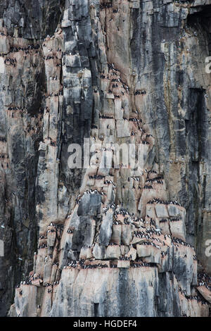 Spitzbergen, Svalbard, dick-billed Murre, Uria Lomvia, Vogelfelsen, Vögel, Stockfoto