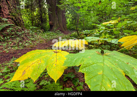 WA11929-00... WASHINGTON - des Teufels Club (Oplopanax Horridum) Blätter und westliche rote Zeder (Thuja Plicata) am Wegesrand Big Beaver Stockfoto