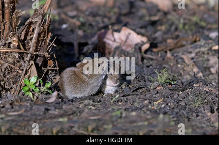 Paar von gemeinsamen Redbacked oder Bank Wühlmäuse-Clethrionomys Glareolus. UK Stockfoto