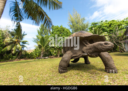 Aldabra Riesenschildkröte (Aldabrachelys Gigantea) auf Curiouse Insel auf den Seychellen. Stockfoto