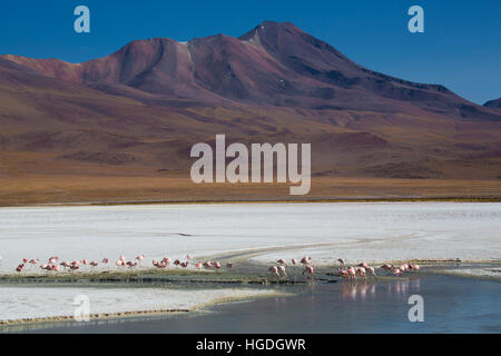 Flamingos in der Laguna Hedionda in die Siloli Stockfoto