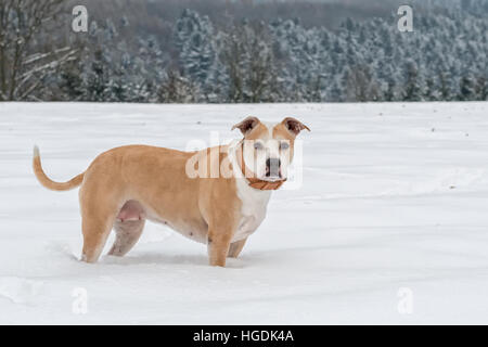 Porträt von Staffordshire Bull Terrier im Schnee Stockfoto
