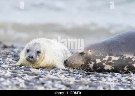 Graue Dichtung auch Atlantik oder Pferdekopf Dichtung (Halichoerus Grypus) mit Welpen, Helgoland, Schleswig-Holstein, Deutschland Stockfoto