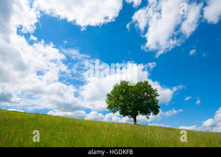 Einsame Stieleiche (Quercus Robur) in eine Wiese, Frühling, blauer Himmel mit weißen Wolken, Thüringen, Deutschland Stockfoto