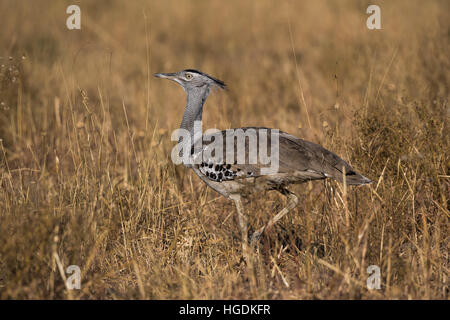 Kori Bustard (Ardeotis Kori) in Trockenrasen, größte fliegende Vogel heimisch in Afrika, Chobe Nationalpark, Botswana Stockfoto