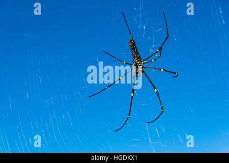 Golden Silk Orb-Weber (Nephila), hängen in seinen Spider Web, Pame, Distrikt Kaski, Nepal Stockfoto