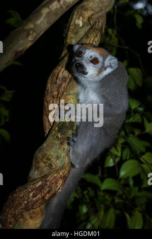 Gekrönte Lemur (Eulemur Coronatus), Tsingy de Ankarana Nationalpark, westlichen Madagaskar Madagaskar Stockfoto