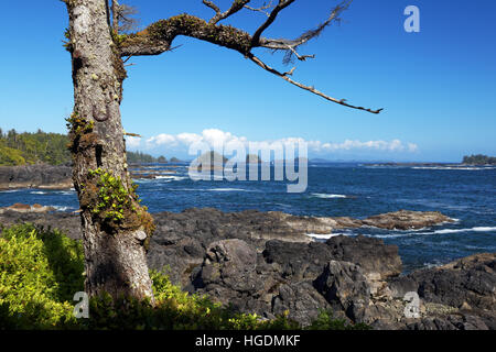 Barkley Sound umrahmt von Baum am Leuchtturm Schleife, Wild Pacific Trail, Ucluelet, Vancouver Island, Kanada Stockfoto