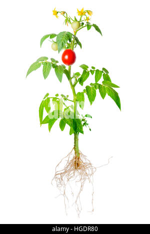 junger Sämling der frische grüne und rote Tomaten Obst und Blumen mit freiliegenden Wurzeln ist isoliert auf weißem Hintergrund, Nahaufnahme Stockfoto