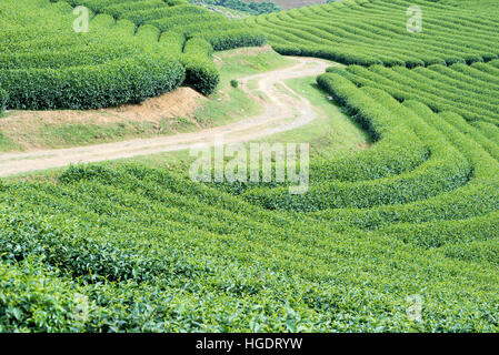 Zeilen der Teeplantage in Moc Chau, Vietnam Stockfoto