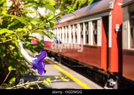 Kuranda Scenic Rail Station, Queensland, Australien Stockfoto