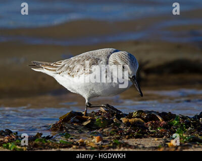 Sanderling im Winterkleid an Küste Stockfoto
