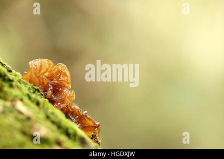 (Tremella foliacea Grünen Gehirn Pilz) Stockfoto