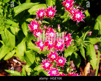 Phlox Drummondii "Twinkle Star' blühen im Garten Stockfoto