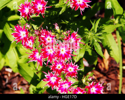 Phlox Drummondii "Twinkle Star' blühen im Garten Stockfoto