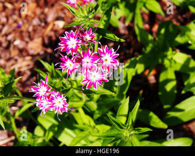 Phlox Drummondii "Twinkle Star' blühen im Garten Stockfoto