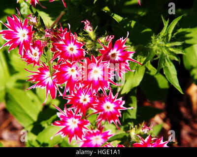 Phlox Drummondii "Twinkle Star' blühen im Garten Stockfoto