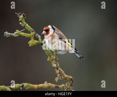 Stieglitz, Zuchtjahr Zuchtjahr, in einem Garten im winter Stockfoto