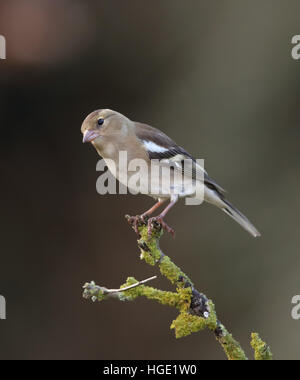 Weibliche Buchfink, Fringilla Coelebs, auf einem Flechten bedeckt Garten Ast Stockfoto