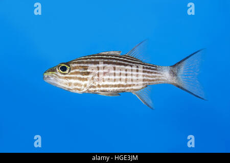 Rotes Meer, Ägypten. 4. November 2016. Largetoothed Cardinalfish, Pacific Tigers Kardinalbarschen oder Big-toothed Kardinal (Cheilodipterus Macrodon) im Hintergrund, Rotes Meer, Sharm El Sheikh, Sinai-Halbinsel, Ägypten © Andrey Nekrassow/ZUMA Wire/ZUMAPRESS.com/Alamy Live-Nachrichten Stockfoto