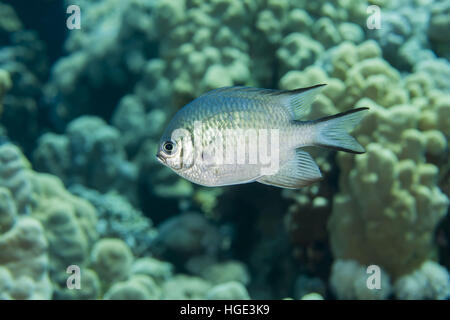 Rotes Meer, Ägypten. 4. November 2016. Malediven Riffbarsche oder blasse Riffbarsche (Amblyglyphidodon Indicus) schwimmt auf einem Hintergrund von einem Korallenriff, Rotes Meer, Ägypten © Andrey Nekrassow/ZUMA Wire/ZUMAPRESS.com/Alamy Live-Nachrichten Stockfoto