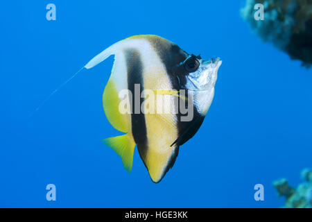 Rotes Meer, Ägypten. 4. November 2016. Wimpel Coralfish, Longfin Bannerfish, reef Bannerfish oder Kutscher (Heniochus Acuminatus) schwimmt in der Nähe von Coral Reef, Rotes Meer, Sharm El Sheikh, Sinai-Halbinsel, Ägypten © Andrey Nekrassow/ZUMA Wire/ZUMAPRESS.com/Alamy Live-Nachrichten Stockfoto