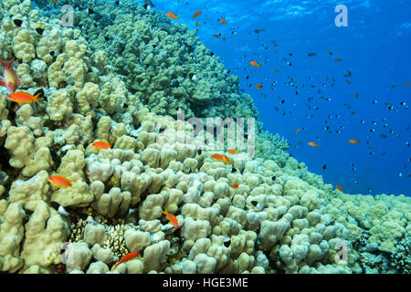 Rotes Meer, Ägypten. 5. November 2016. Leuchtend orange Schule der Fische Meer Goldie oder Lyretail Anthias (Pseudanthias Squamipinnis) und Bicolor Riffbarsche (Chromis Dimidiata) schwimmt Kuppel Korallen oder Buckel Coral (Porites Nodifera) Rote Meer, Sharm El Sheikh, Sinai-Halbinsel, Ägypten © Andrey Nekrassow/ZUMA Wire/ZUMAPRESS.com/Alamy Live-Nachrichten Stockfoto