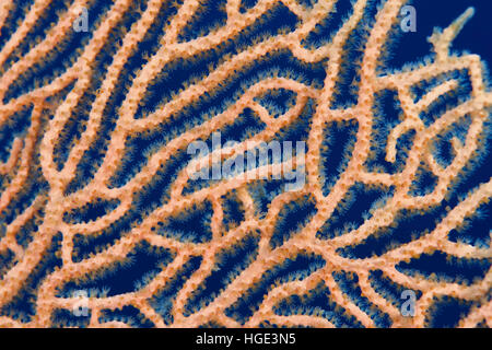 Rotes Meer, Ägypten. 8. November 2016. Nahaufnahme-weichen Korallen riesige Gorgonien oder Gorgonie Fan Korallen (Subergorgia Mollis) Rotes Meer, Sharm El Sheikh, Sinai-Halbinsel, Ägypten © Andrey Nekrassow/ZUMA Wire/ZUMAPRESS.com/Alamy Live-Nachrichten Stockfoto