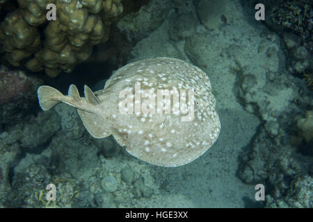 Rotes Meer, Ägypten. 9. November 2016. Torpedo Leopard oder Panther Electric Ray (Torpedo Panthera) schwimmt in der Nähe von Coral Reef, Rotes Meer, Dahab, Sinai-Halbinsel, Ägypten © Andrey Nekrassow/ZUMA Wire/ZUMAPRESS.com/Alamy Live-Nachrichten Stockfoto