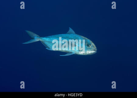 Rotes Meer, Ägypten. 4. November 2016. Größere Amberjack oder Alliierten Königsmakrele (Seriola Dumerili) auf blauem Hintergrund, Rotes Meer, Sharm El Sheikh, Sinai-Halbinsel, Ägypten © Andrey Nekrassow/ZUMA Wire/ZUMAPRESS.com/Alamy Live-Nachrichten Stockfoto