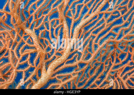 Rotes Meer, Ägypten. 4. November 2016. Nahaufnahme-weichen Korallen riesige Gorgonien oder Gorgonie Fan Korallen (Subergorgia Mollis) Rotes Meer, Sharm El Sheikh, Sinai-Halbinsel, Ägypten © Andrey Nekrassow/ZUMA Wire/ZUMAPRESS.com/Alamy Live-Nachrichten Stockfoto