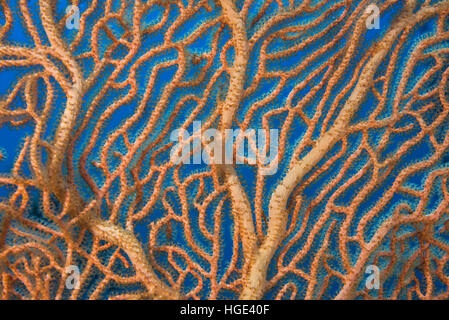 Rotes Meer, Ägypten. 4. November 2016. Nahaufnahme-weichen Korallen riesige Gorgonien oder Gorgonie Fan Korallen (Subergorgia Mollis) Rotes Meer, Sharm El Sheikh, Sinai-Halbinsel, Ägypten © Andrey Nekrassow/ZUMA Wire/ZUMAPRESS.com/Alamy Live-Nachrichten Stockfoto