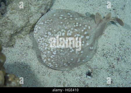 Rotes Meer, Ägypten. 9. November 2016. Torpedo Leopard oder Panther Electric Ray (Torpedo Panthera) ist an der Unterseite, Rotes Meer, Dahab, Sinai-Halbinsel, Ägypten © Andrey Nekrassow/ZUMA Wire/ZUMAPRESS.com/Alamy Live-Nachrichten Stockfoto