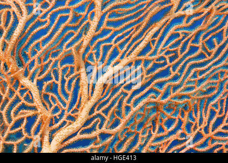 Rotes Meer, Ägypten. 4. November 2016. Nahaufnahme-weichen Korallen riesige Gorgonien oder Gorgonie Fan Korallen (Subergorgia Mollis) Rotes Meer, Sharm El Sheikh, Sinai-Halbinsel, Ägypten © Andrey Nekrassow/ZUMA Wire/ZUMAPRESS.com/Alamy Live-Nachrichten Stockfoto