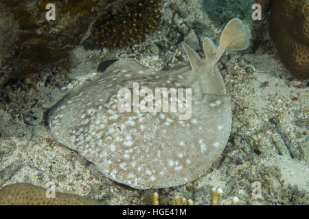 Rotes Meer, Ägypten. 9. November 2016. Torpedo Leopard oder Panther Electric Ray (Torpedo Panthera) ist an der Unterseite, Rotes Meer, Dahab, Sinai-Halbinsel, Ägypten © Andrey Nekrassow/ZUMA Wire/ZUMAPRESS.com/Alamy Live-Nachrichten Stockfoto