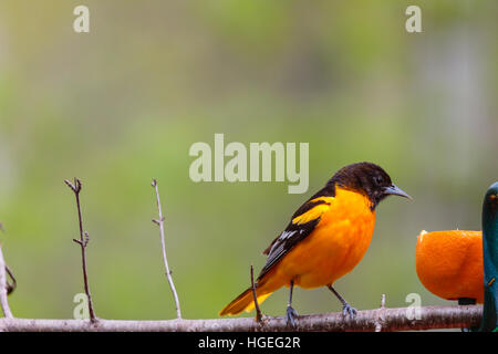 Northern Oriole (Ikterus Galbula) neben einer Orange thront. Stockfoto