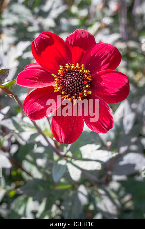 Dahlie Bischof von aukland Blüte im September in Großbritannien Stockfoto