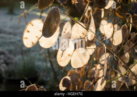 Samenköpfe von Lunaria annua im Januar in Großbritannien Stockfoto