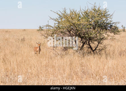 Ein Steinböckchen Antilope im südlichen afrikanischen Savanne Stockfoto