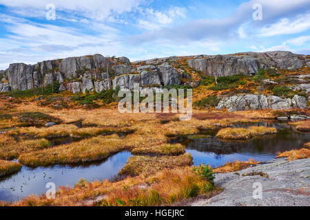 Feuchtgebiet mit Wasser schwebend zwischen rauen gelben Grases, oben auf den Bergen auf dem Weg zum Preikestolen in Norwegen Stockfoto